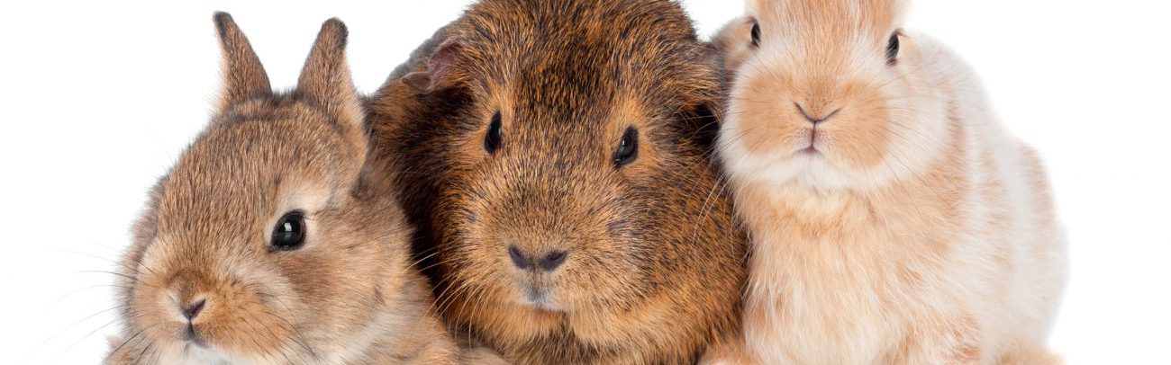 bigstock-two-baby-rabbits-and-a-guinea-44348287-e1488185272808